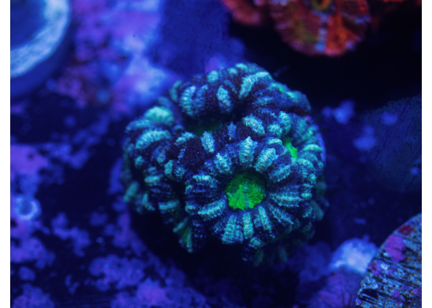 Premier Aquarium Store in Charlotte, North Carolina Acan Corals For ...