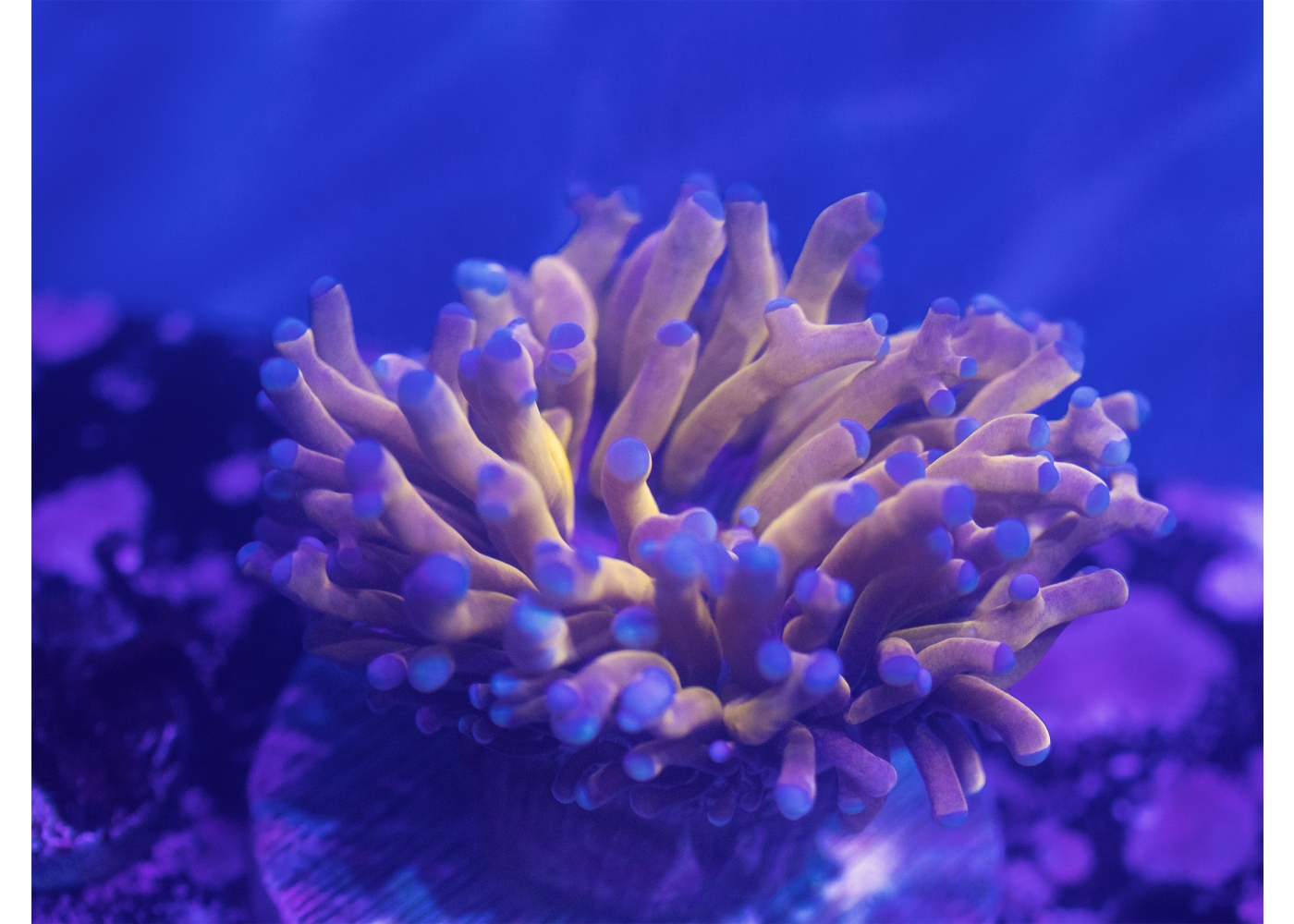 Premier Aquarium Store in Charlotte, North Carolina LPS Coral ...