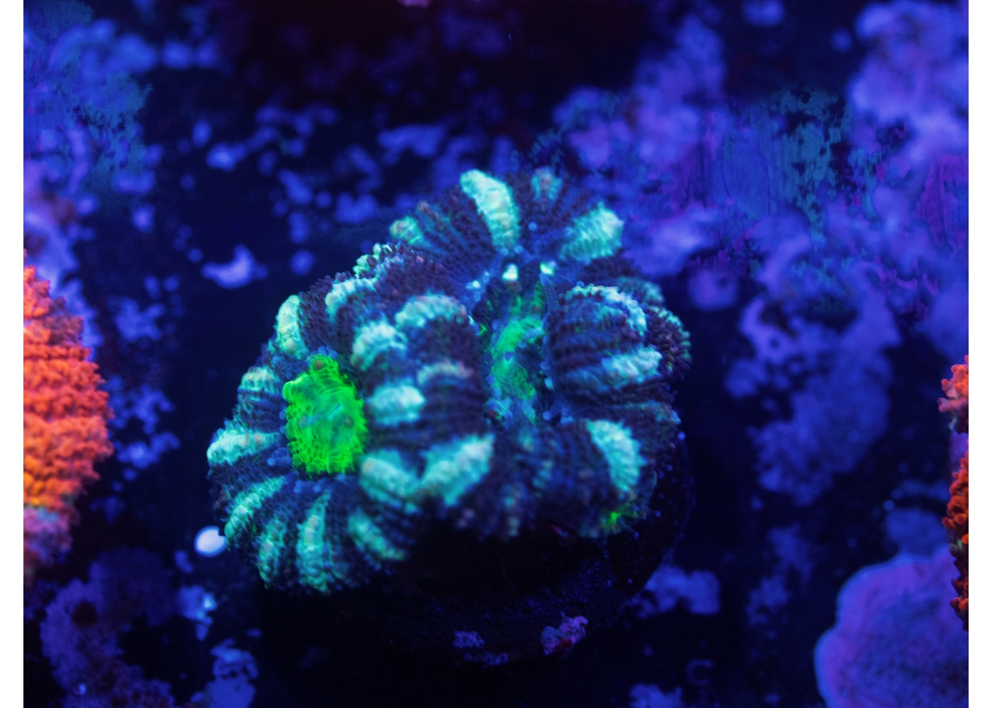 Acans / Blastos - LPS - Coral Shop