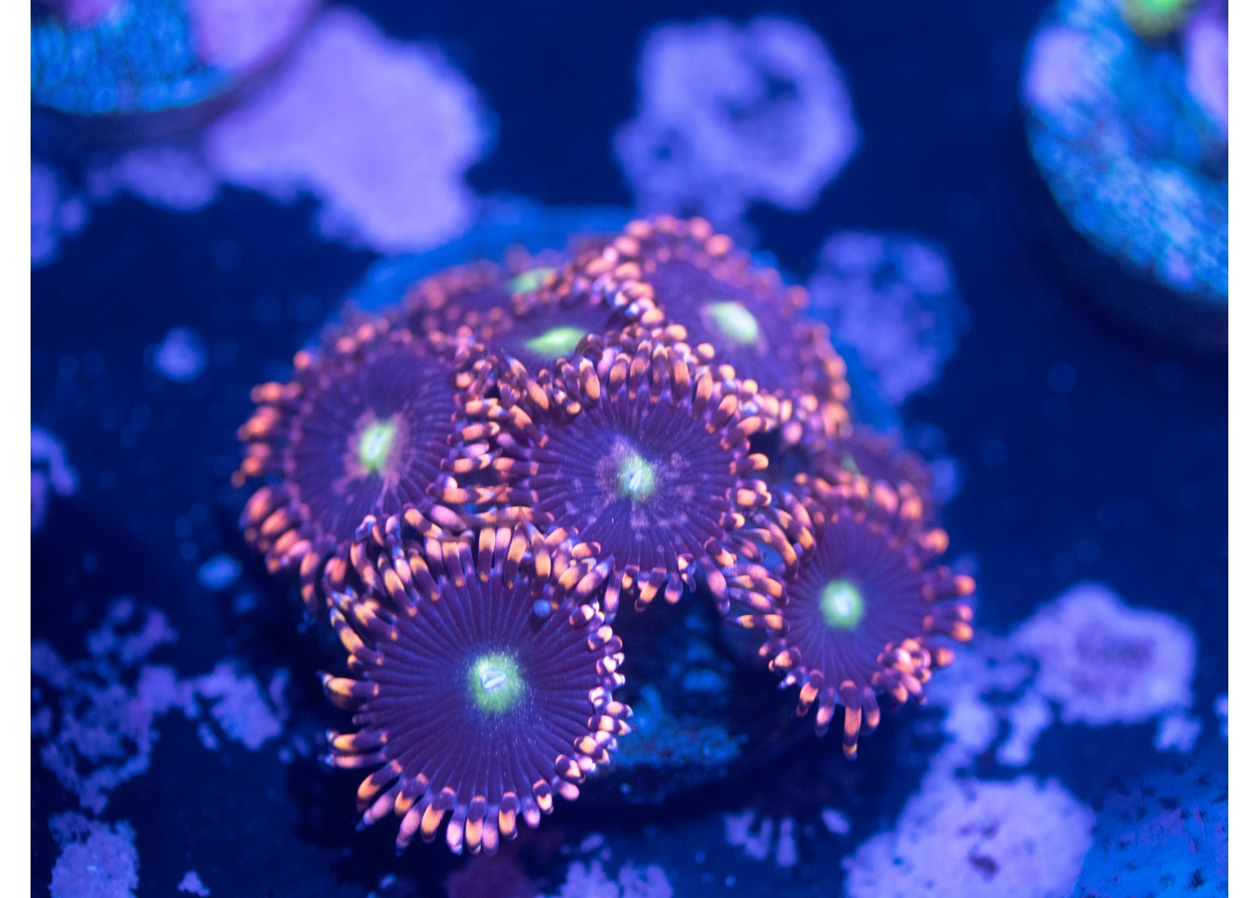 Soft Corals For Sale, Aquacultured Frags, Aquarium Store, Nemo's Reef