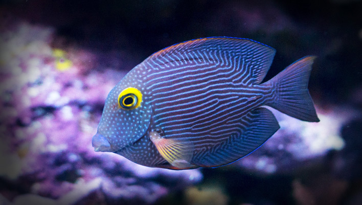 Hawaii Fish - UPDATE 