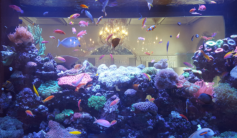 Marine Aquarium, Online Aquarium Store